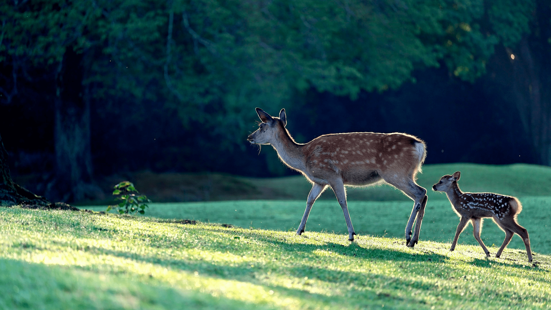 What is the best bullet tip for deer hunting?